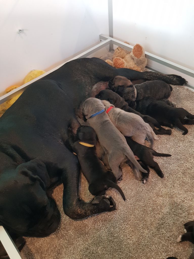 Des Armoiries De Malaga - NAISSANCE CHIOTS CANE CORSO LOF 291020