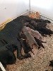  - NAISSANCE CHIOTS CANE CORSO LOF 291020