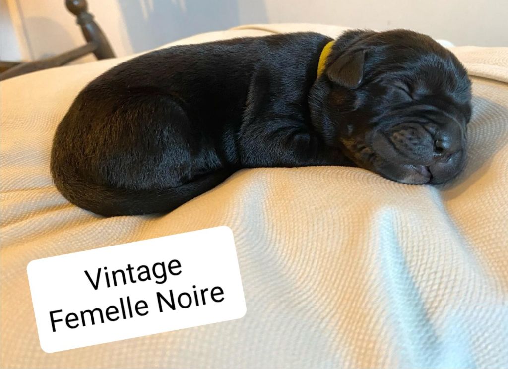 Des Armoiries De Malaga - Chiot disponible  - Cane Corso