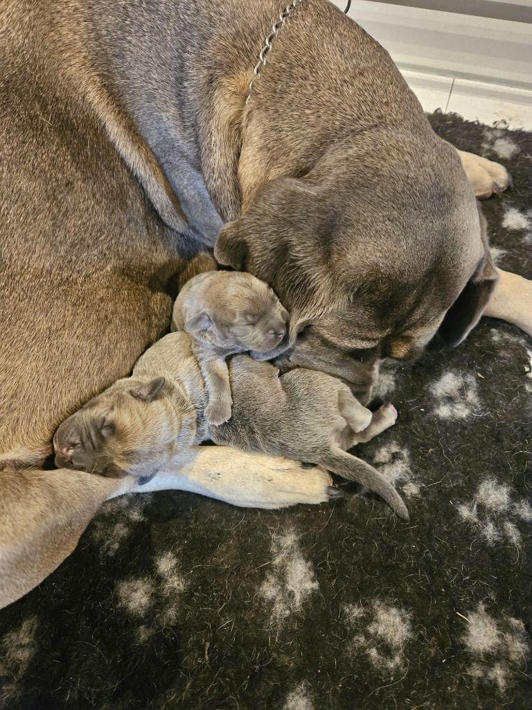 chiot Cane Corso Des Armoiries De Malaga