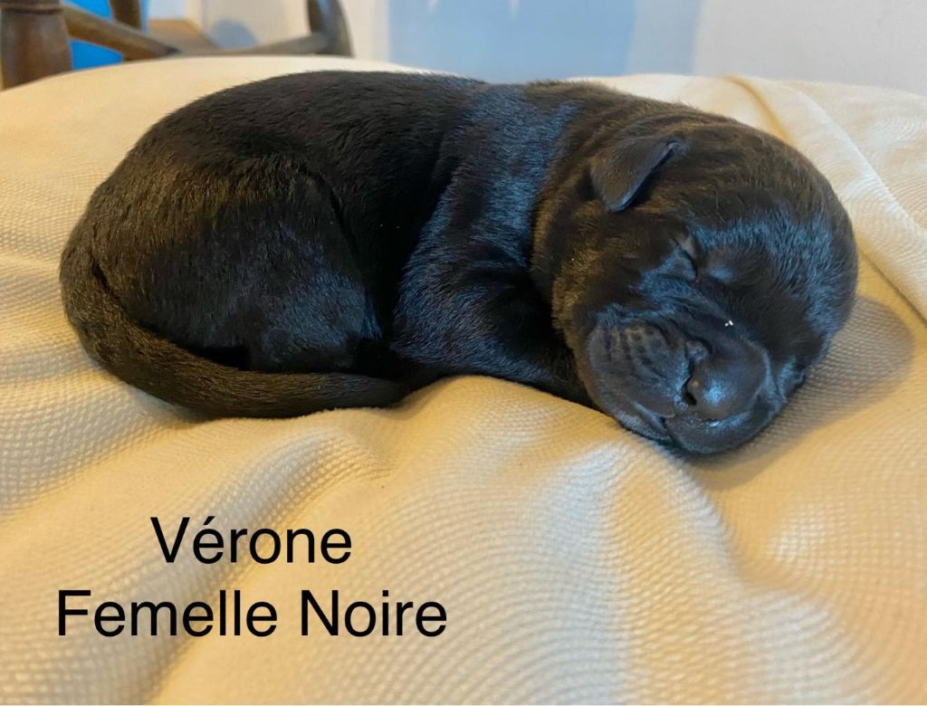 Des Armoiries De Malaga - Chiot disponible  - Cane Corso