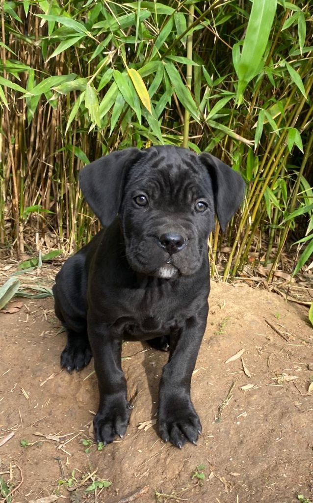 Des Armoiries De Malaga - Chiot disponible  - Cane Corso