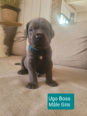 UGO BOSS