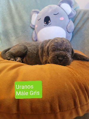 URANOS 