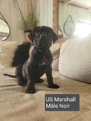 US MARSHALL 