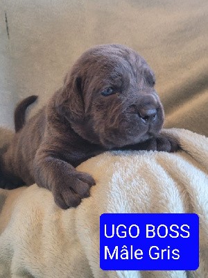 UGO BOSS