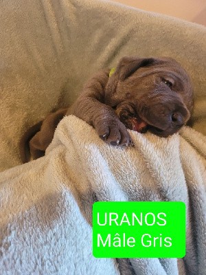 URANOS 