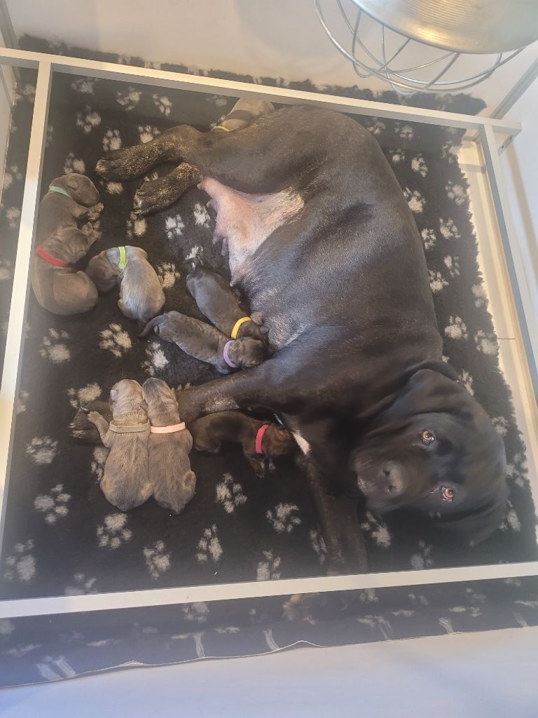 chiot Cane Corso Des Armoiries De Malaga