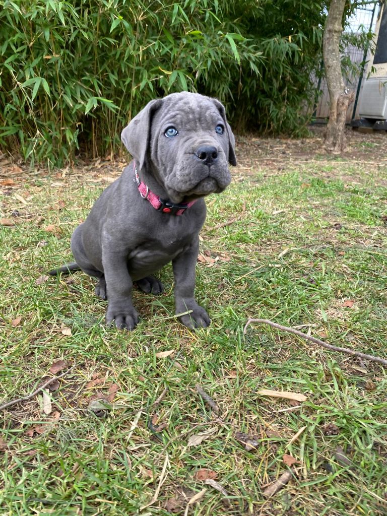 Des Armoiries De Malaga - Chiot disponible  - Cane Corso