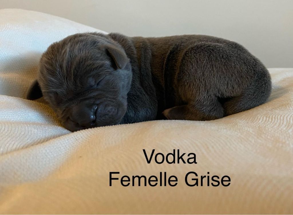 Des Armoiries De Malaga - Chiot disponible  - Cane Corso