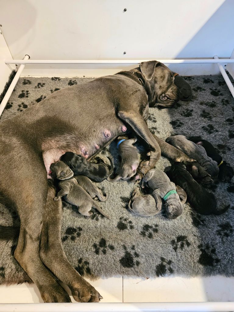 chiot Cane Corso Des Armoiries De Malaga