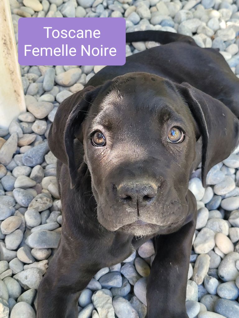 Des Armoiries De Malaga - DERNIERS CHIOTS DISPONIBLES