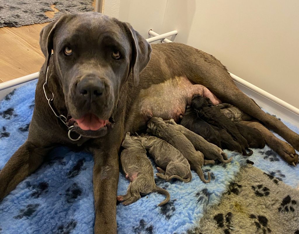 Chiot Cane Corso Des Armoiries De Malaga