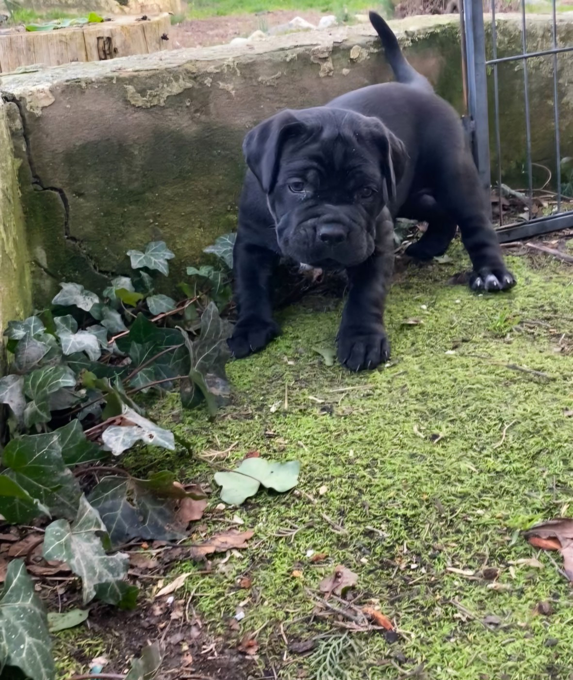 Des Armoiries De Malaga - Chiots disponibles - Cane Corso