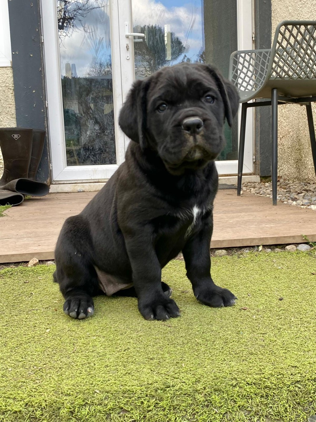 Des Armoiries De Malaga - Chiots disponibles - Cane Corso