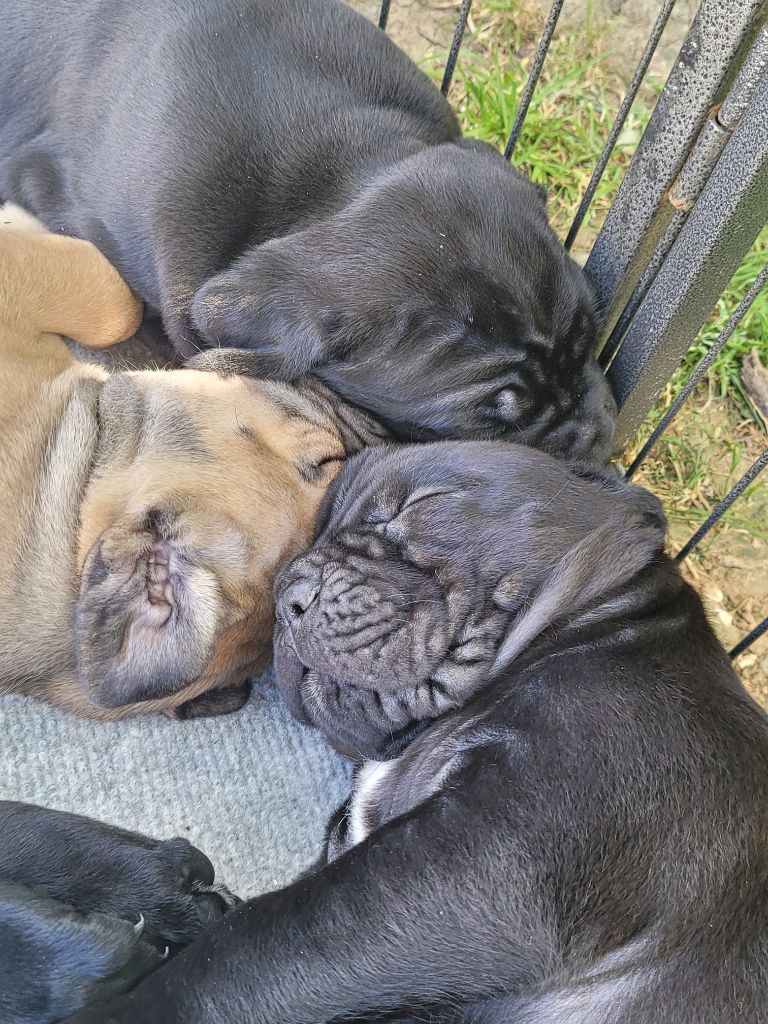 Des Armoiries De Malaga - Cane Corso - Portée née le 06/05/2021