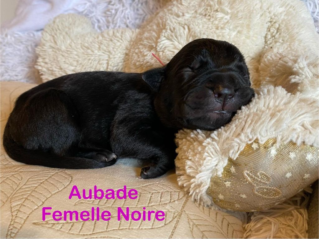 Des Armoiries De Malaga - Chiots disponibles - Cane Corso