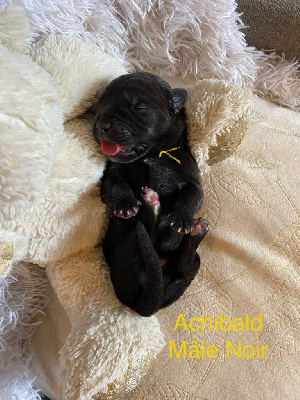 ARCHIBALD 