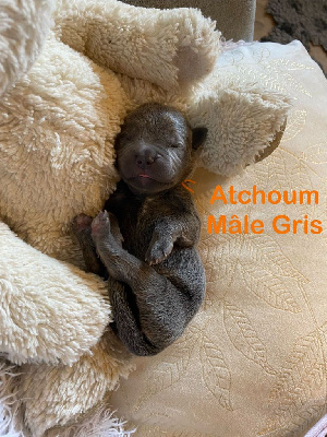 ATCHOUM 
