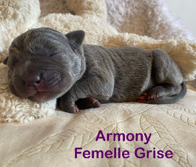 ARMONY