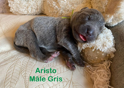 ARISTO 