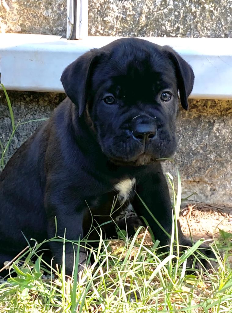 Des Armoiries De Malaga - Chiots disponibles - Cane Corso