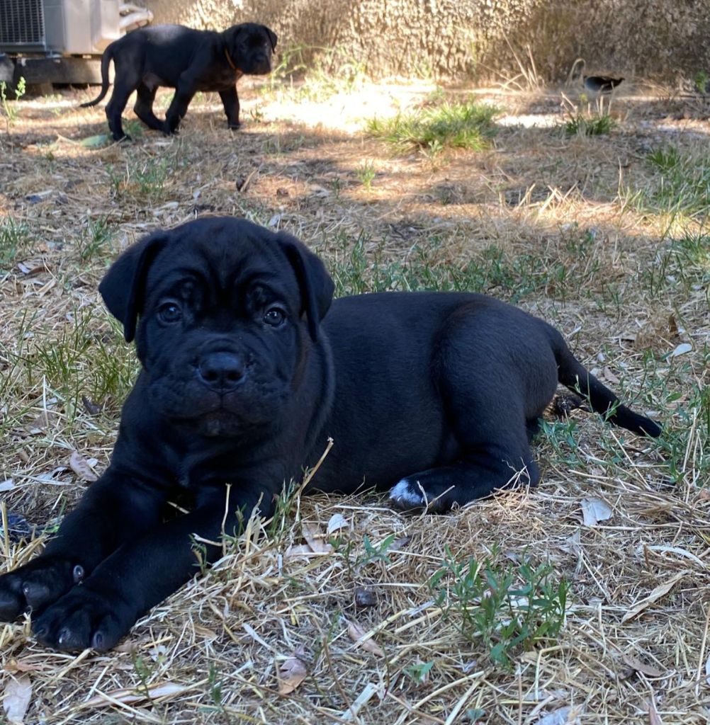 Des Armoiries De Malaga - Chiots disponibles - Cane Corso